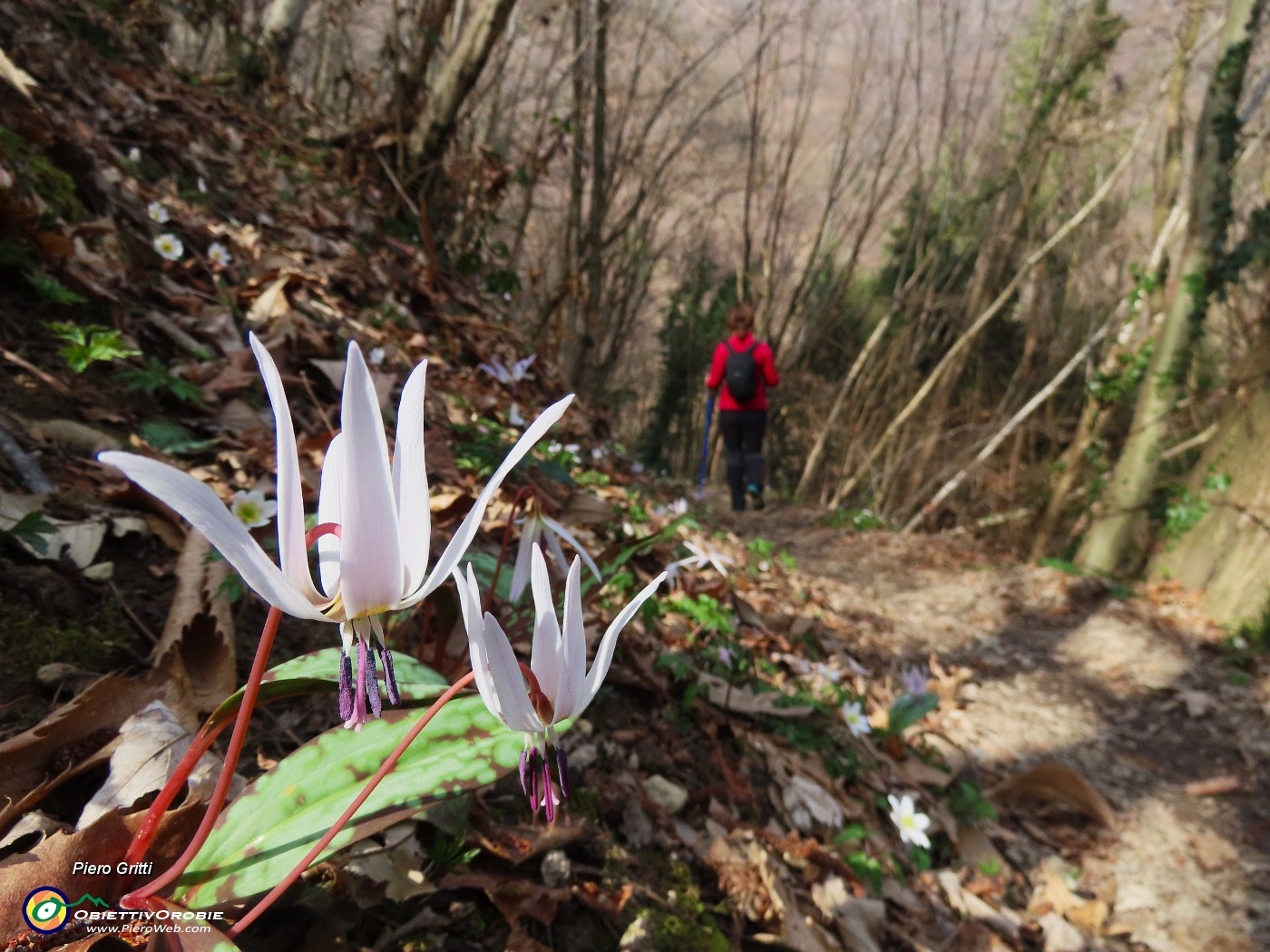 07 Dens canis- Dente di cane.JPG